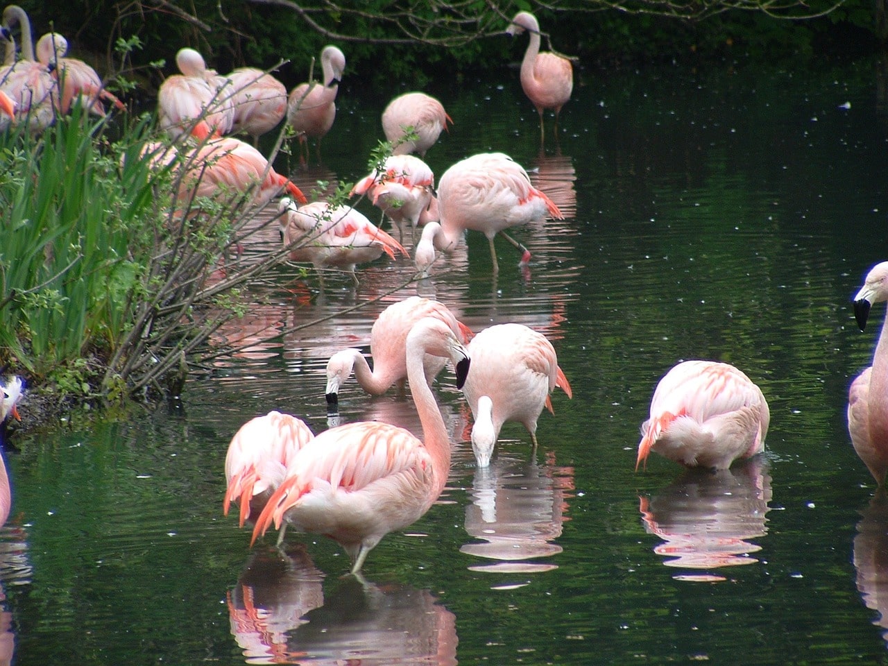 Bild på vilda flamingos vid Dublin Zoo.