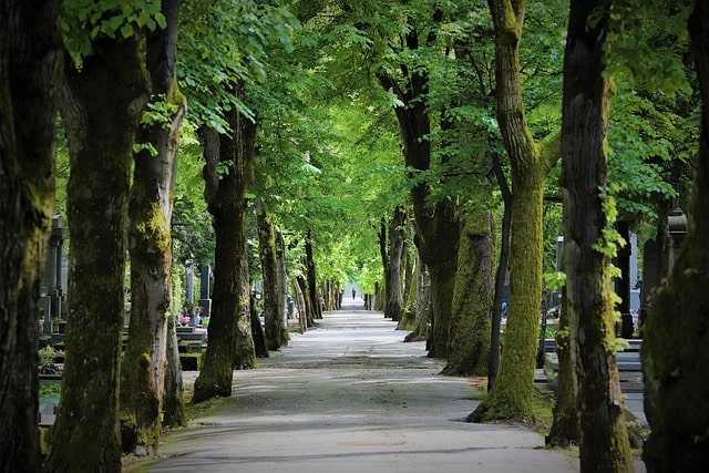 Bild på ett stillsamt promenadstråk bland träden i Mirogoj kyrkogård i Zagreb.