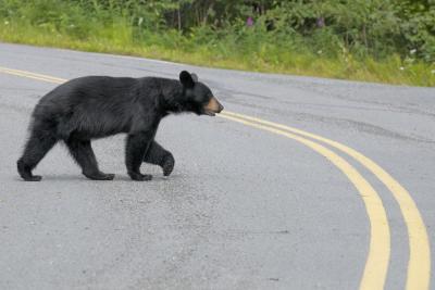 En svartbjörn korsar vägen i Alaska